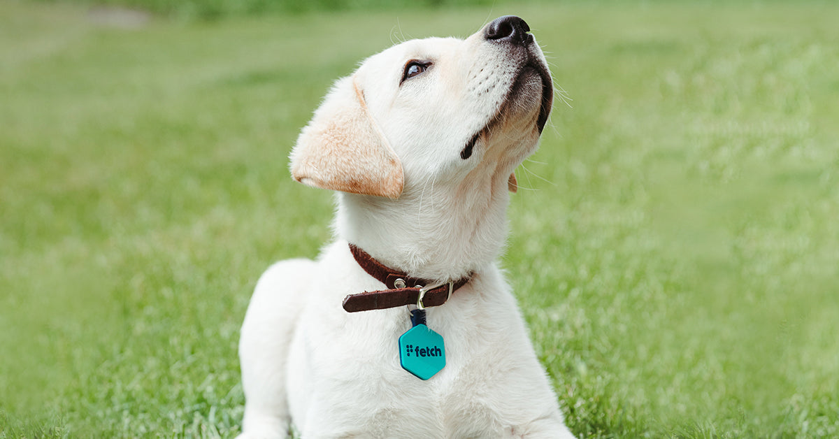 Fetch® Smart Pet Tags – Lifekey Pets