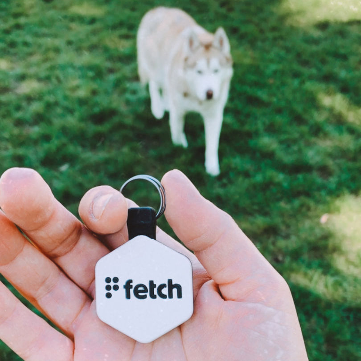 Pop Star Fetch® – Lifekey Pets