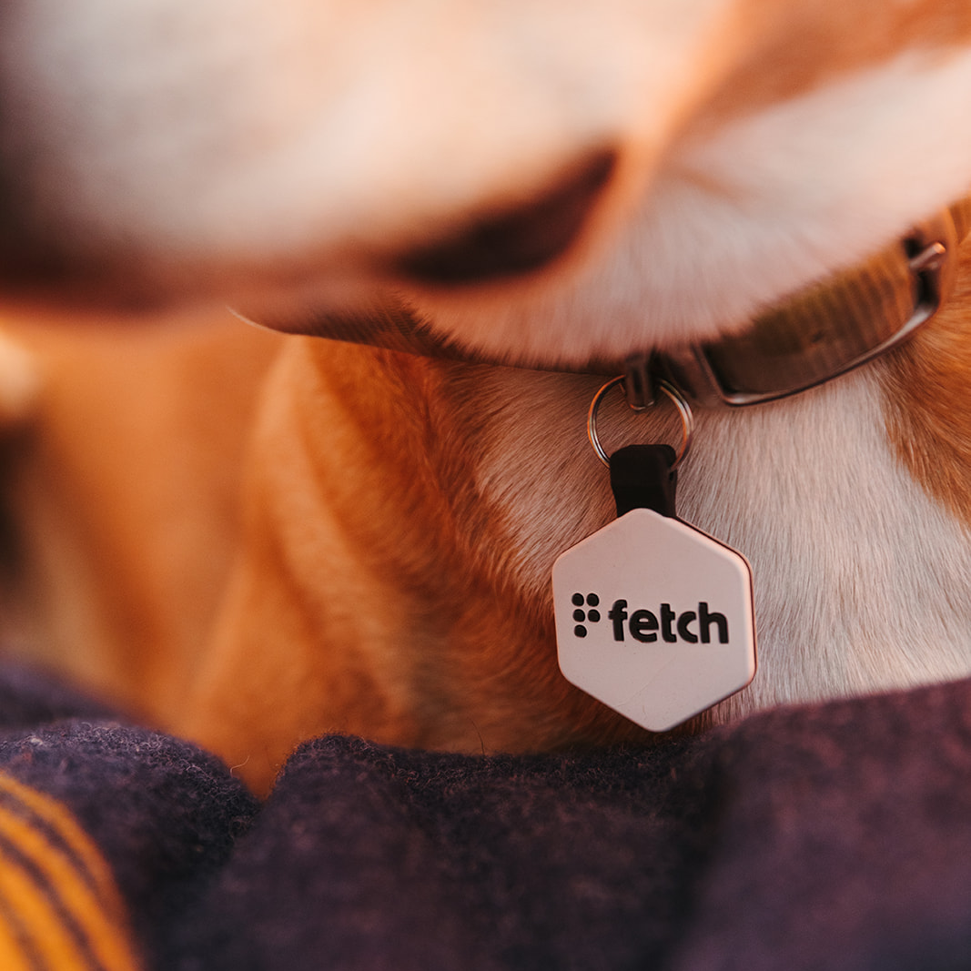 Jet Black Fetch® – Lifekey Pets